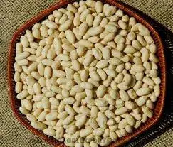 Skin-Free, Shelf-Ready, and Globally Trusted: Gadhiya Group's Blanched Peanuts for Snacks, Butter and Bakery