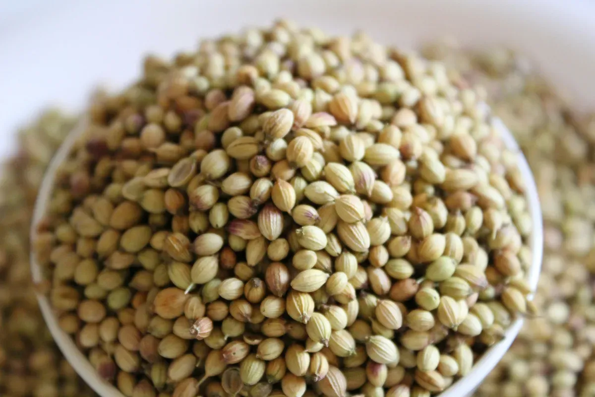 Fragrant, Bright, and Export-Perfect: Gadhiya Group's Eagle Quality Coriander Seeds for Global Spice Markets