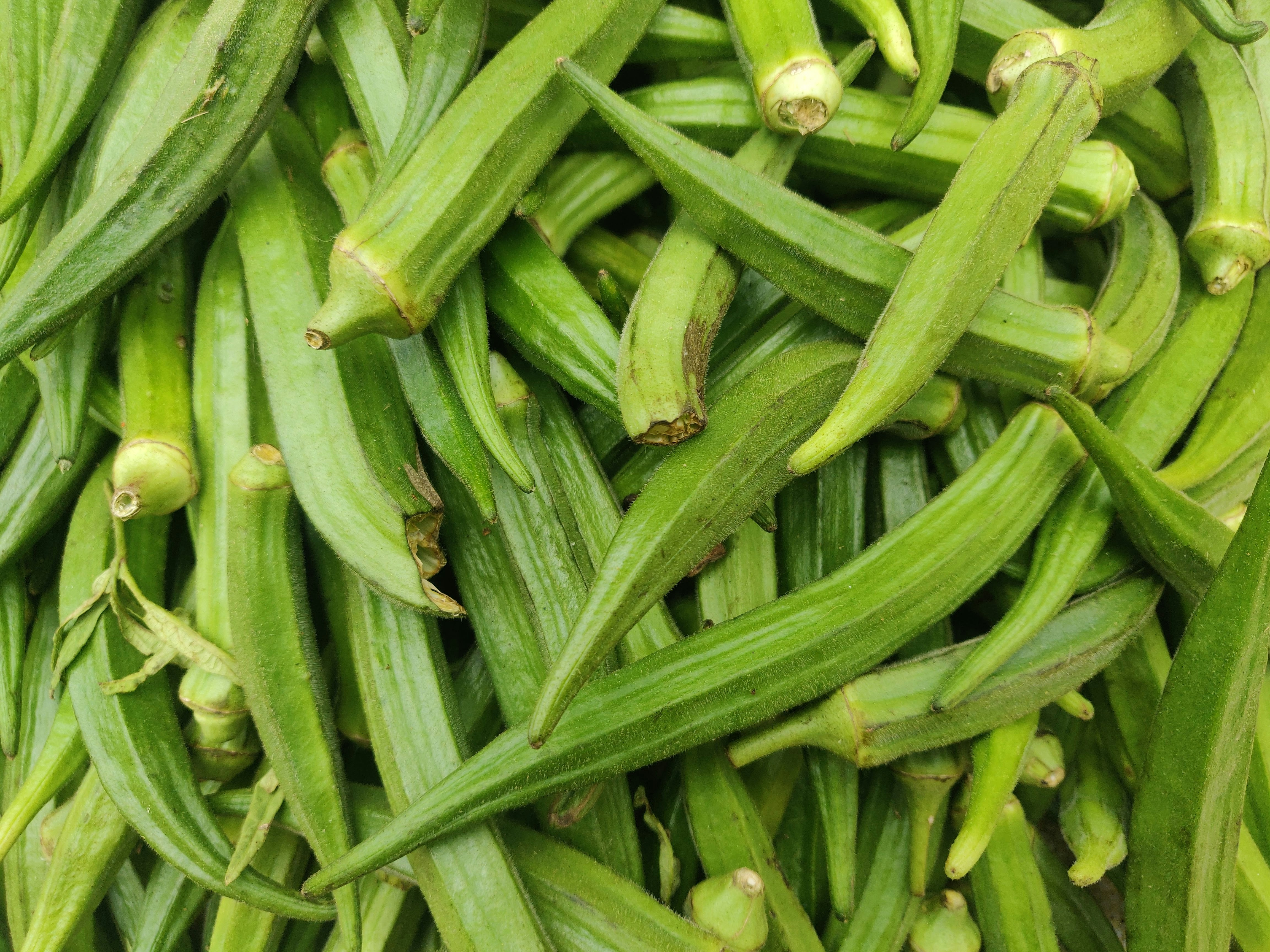 Cut or Whole, Fresh Every Time: Gadhiya Group's IQF Okra Is Redefining Frozen Vegetables for Global Buyers