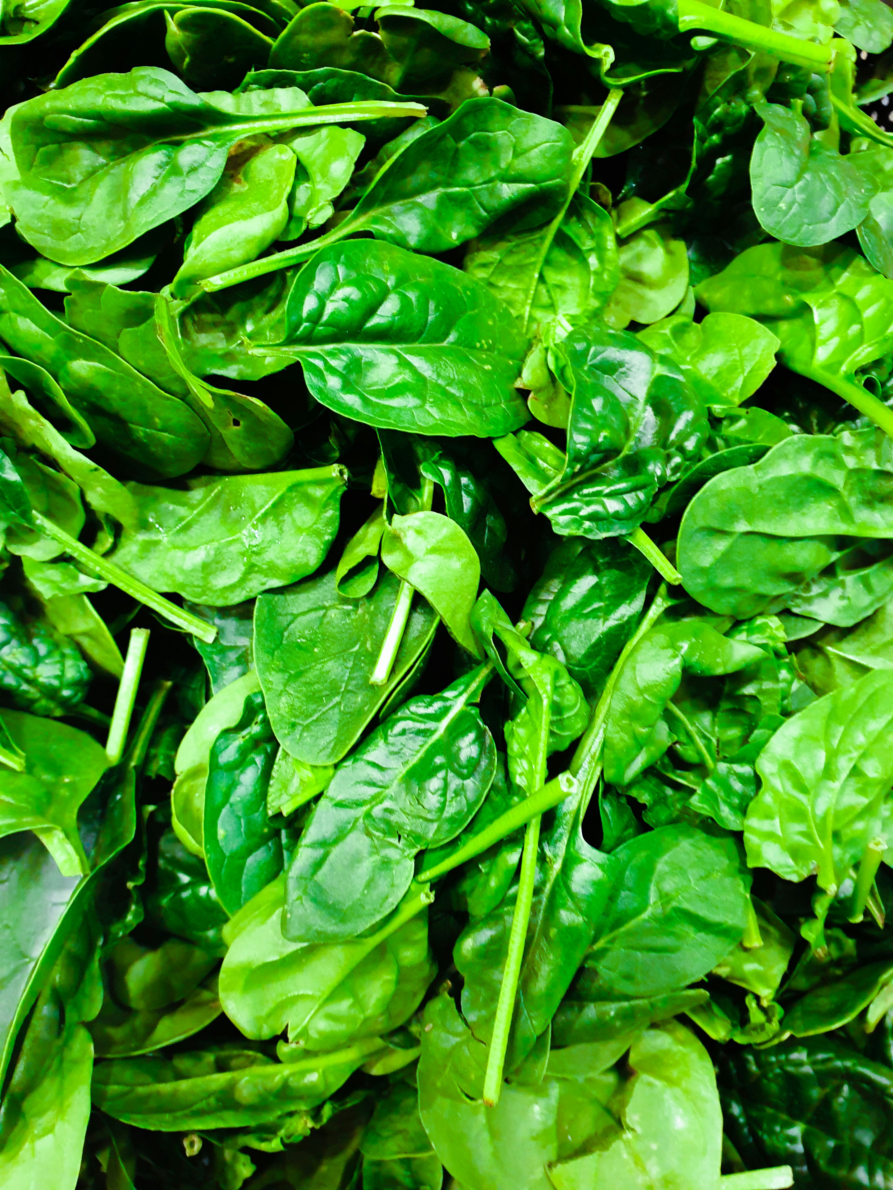 Washed, Frozen, and Nutrient-Perfect: Gadhiya Group's IQF Chopped Spinach for the Global Food Industry