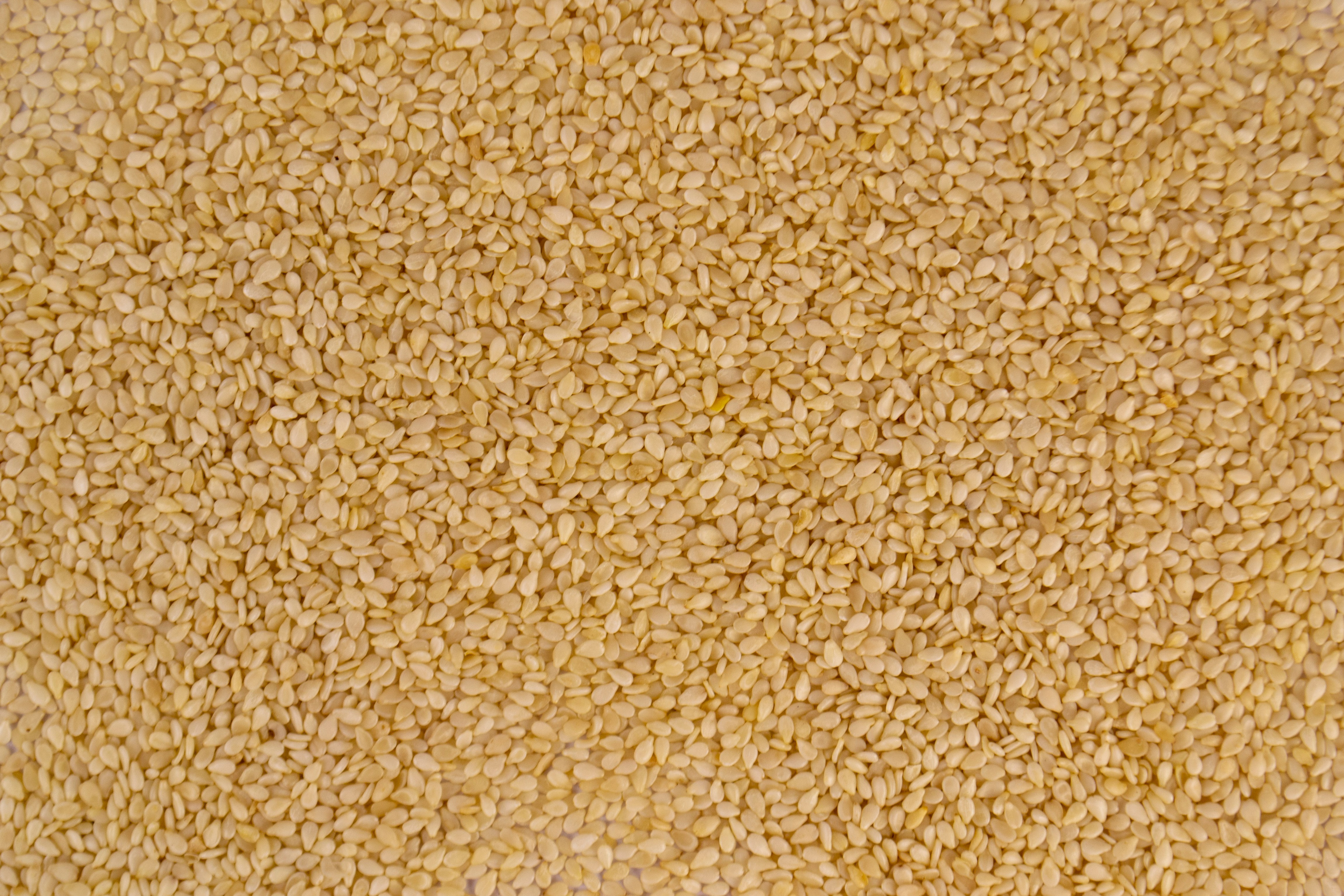 Ancient Seed, Global Demand: Gadhiya Group's Natural White Sesame Seeds for Tahini, Oil and Bakery Markets Worldwide