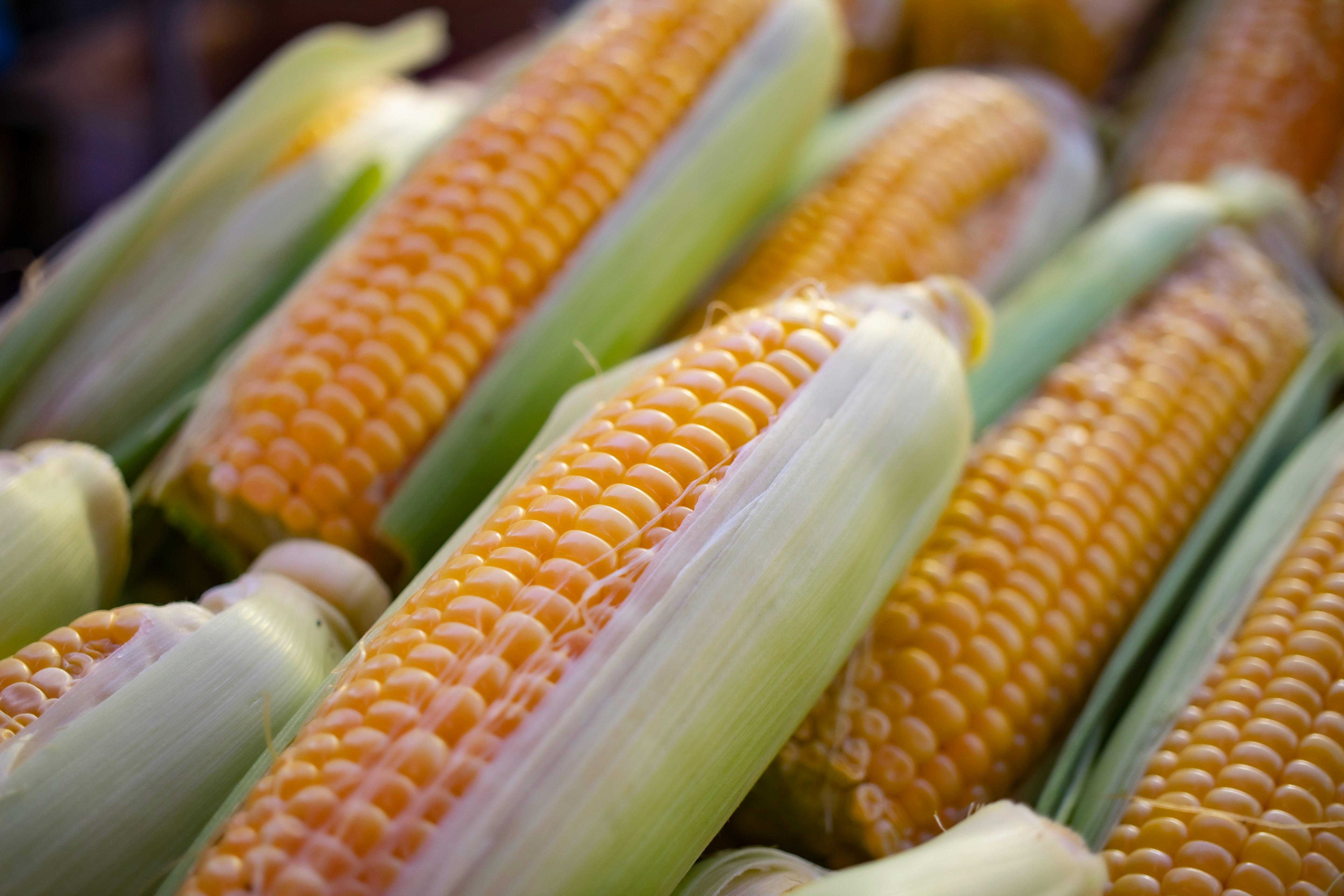 Golden & Ready: Why IQF Sweet Corn Kernels Are the Frozen Ingredient Global Food Brands Can't Ignore